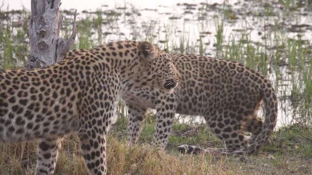 Two Leopards angry at each other around a pond at Okavango Delta in Botswana