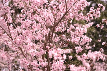 春の桜