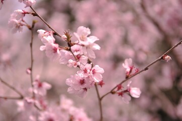 春の桜