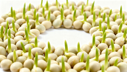 Sprouted seeds arranged in a pattern