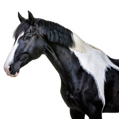 Obraz premium Black and White Paint Horse Head and Neck Profile with Water Droplets and Transparent Background