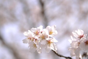 春の桜