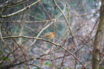 Walking through the middy forest paths around Hertford through the leaves and branches as the colder months of the year wrap themselves around the world