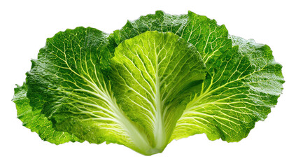 A vibrant, close-up view of a head of lettuce isolated on a black background