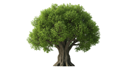 A beautiful, large deciduous tree with a wide, rounded crown of dense green foliage and a strong, textured brown trunk, representing growth, nature, and ecology