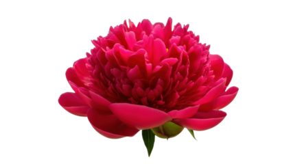 A vibrant fuchsia peony flower in full bloom, showcasing its lush, layered petals and delicate, velvety texture in a detailed botanical macro photograph