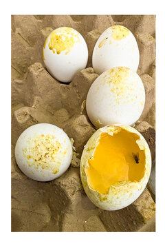 rotten eggs, Fly swarm on rotten egg and worms,  rotten egg eggs, Mildew growing on rotten eggs.