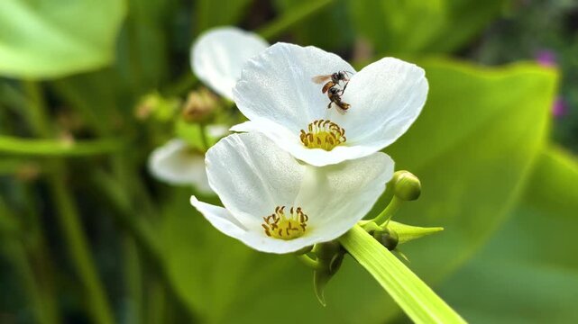 Close up of an Amazonian lotus with a tiny bee clinging to it.