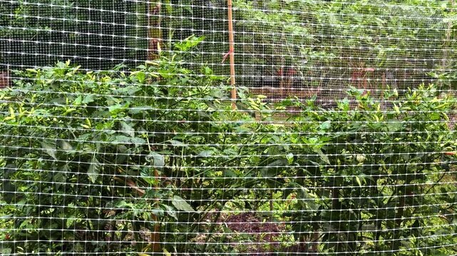 A chili plant in the backyard protected by a net to keep out small animals and birds.