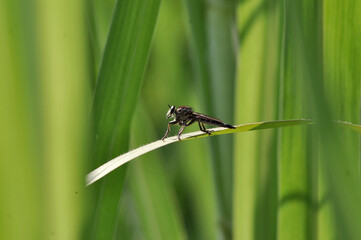 Black Robberfly on a green leaf