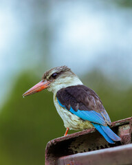 Brown Hooded Kingfisher