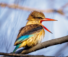 kingfisher on branch