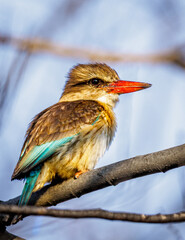 kingfisher on branch