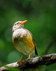 Kurrichane Thrush in the Sunlight