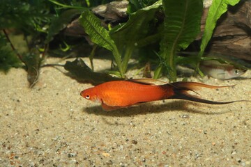 Nice colorful fishes in aquarium