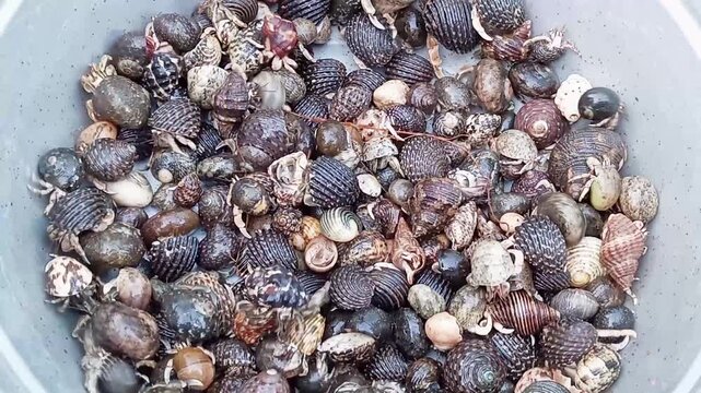 Hermit crabs will occupy empty snail shells to protect their soft bodies from predators. When their bodies grow bigger, they leave their old shells and look for new ones that fit their body size.