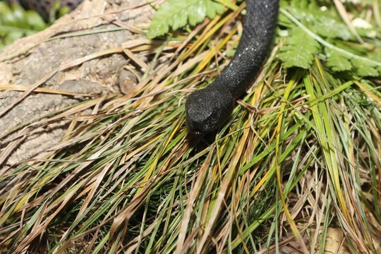 Dangerous black snake in grass