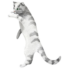 A gray tabby cat standing on its hind legs and playing, hand-drawn in watercolor. A British or Scottish Fold cat. A simple animal illustration.