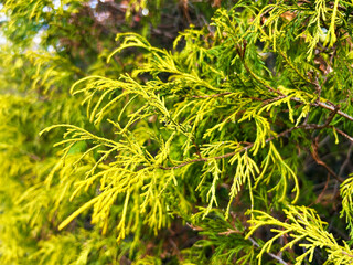 光を浴びるフィリフェラオーレア