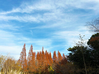 青空と紅葉した木々