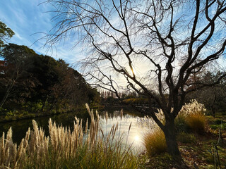 水面に反射する太陽