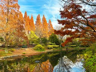青空と紅葉した木々