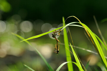 robberfly mating on a green leaf