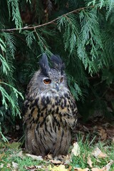 European big bubo bubo owl