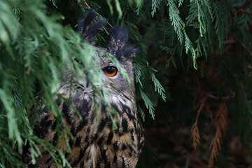 European big bubo bubo owl