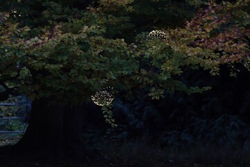 Tree in evening with light lampion