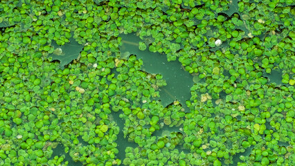 Lemna minuta, Common Duckweed, Duckweeds, Close up of frog in marsh amongst, Duckweed (Echinochloa colona) is a weed that grows abundantly in rice fields. Natural green background of water grass 