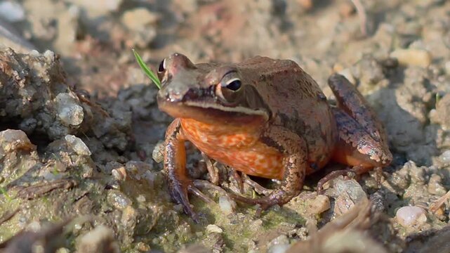 

4K 매크로 깨끗한 환경에서 발견된 한국 산개구리, 생태계 및 자연 보호 1,
4K Macro Shot: Wild Asian Brown Frog (Rana) Showing Bright Orange Belly Pattern on Dirt

