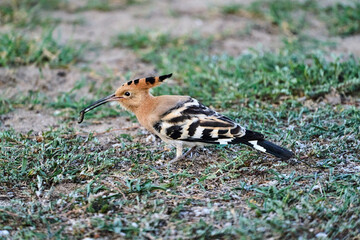 Eurasian hoopoe bird eating on a larva