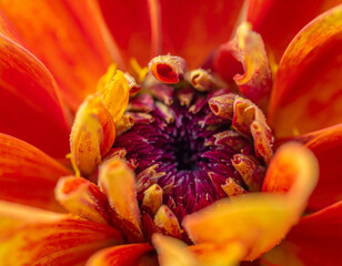  Beautiful Flower Macro Shot