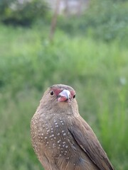 close up of a bird
