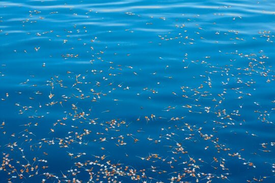 Ocean surface with jellyfish bloom aerial view marine life underwater - Powered by Adobe