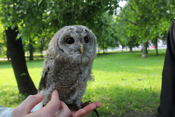 Strix aluco Linnaeus chick Grey owl in human arms. Portrait of an Owl
