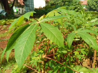 Close-Up of Fresh Cassava Leaves in Sunlit Urban Garden