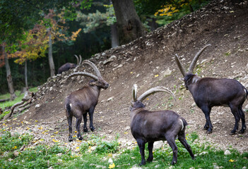 Herd of mountain goat with large horns