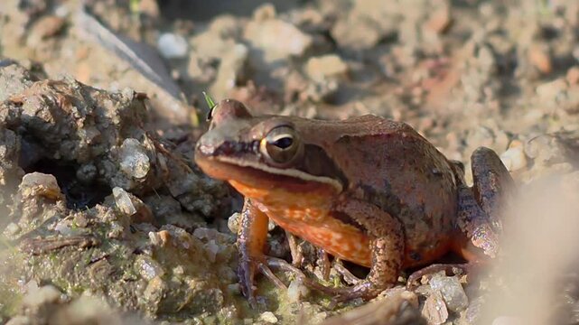 

4K 매크로 깨끗한 환경에서 발견된 한국 산개구리, 생태계 및 자연 보호,
4K Macro Shot: Wild Asian Brown Frog (Rana) Showing Bright Orange Belly Pattern on Dirt

 