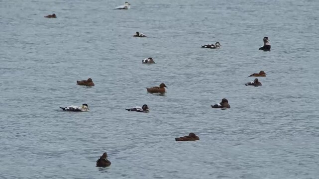 A serene shot of a flock of common eider ducks swimming peacefully on the calm, blue waters of a lake in Iceland.