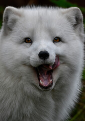  A close up of a watching Arctic Fox licking its lips (Polar fox, Snow fox or White fox)