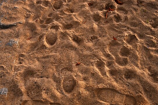 Warmly lit ground texture of sand with deep, detailed footprints and gravel. Excellent as a natural background for themes related to travel, paths, steps, and the beach or riverbank.