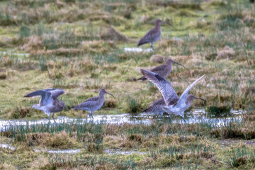 Eurasian Curlews, Slimbridge, England