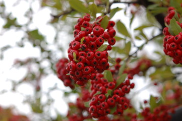 たくさんついた南天の赤い実