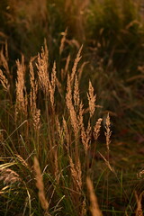Detailed shot of dry, autumnal grass. The warm tones and soft focus convey a sense of tranquility and the natural beauty of the fall season. Ideal for natural backgrounds.