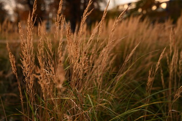 Fototapeta premium Detailed shot of dry, autumnal grass. The warm tones and soft focus convey a sense of tranquility and the natural beauty of the fall season. Ideal for natural backgrounds.