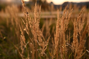 Fototapeta premium Detailed shot of dry, autumnal grass. The warm tones and soft focus convey a sense of tranquility and the natural beauty of the fall season. Ideal for natural backgrounds.
