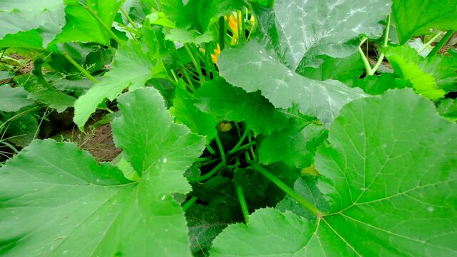 Close up of zucchini fruit growing in middle of plant and moving camera away revealing whole plant and its leaves getting powdery mildew