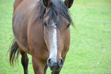 Obraz premium portrait of a horse